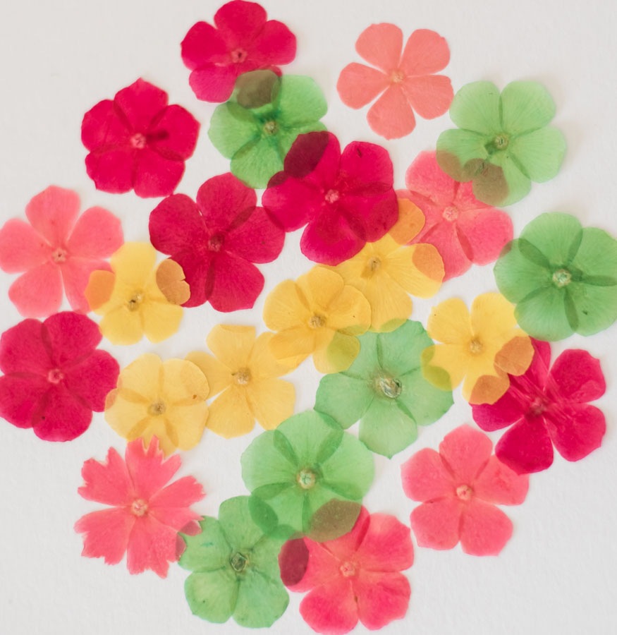 1-2026　フロックス　ミックス　２４輪