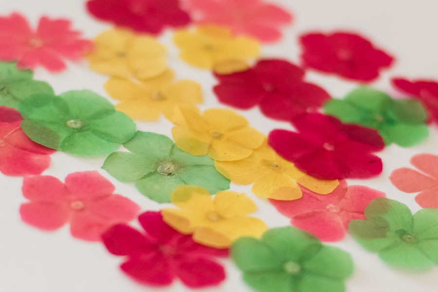 1-2026　フロックス　ミックス　２４輪