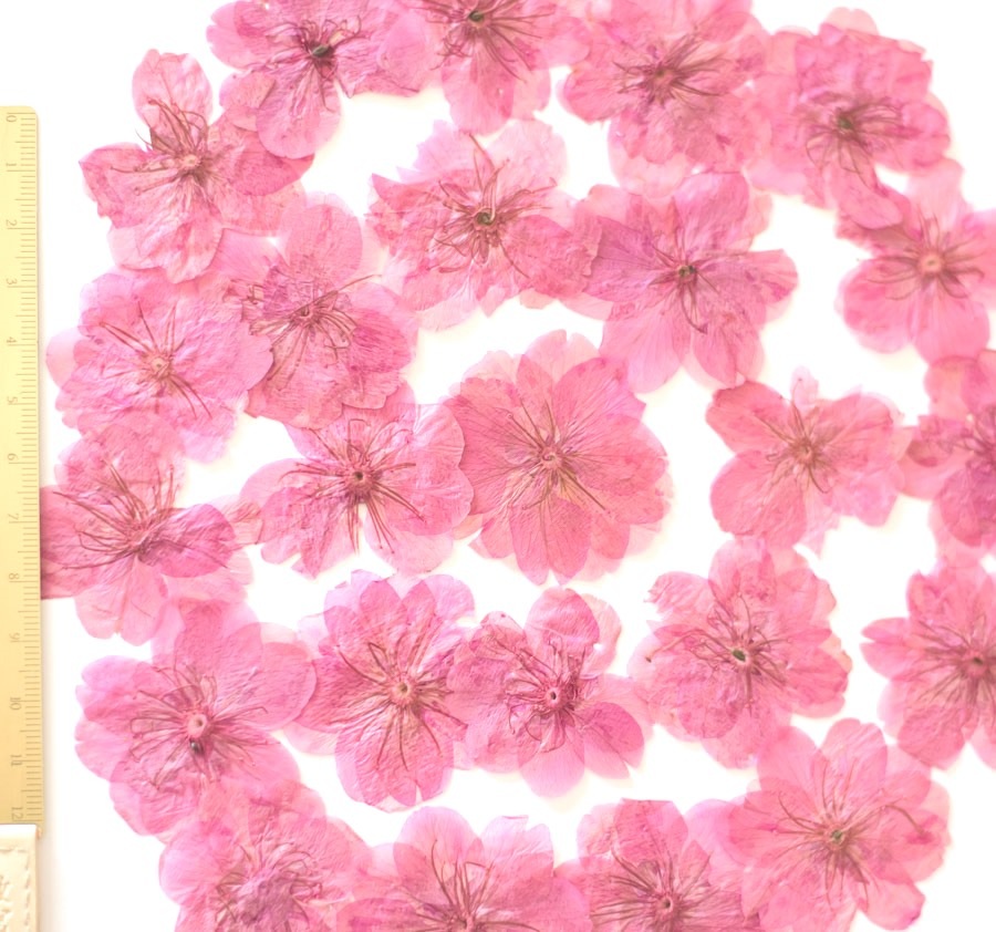 1-010Y 桜　ピンク染