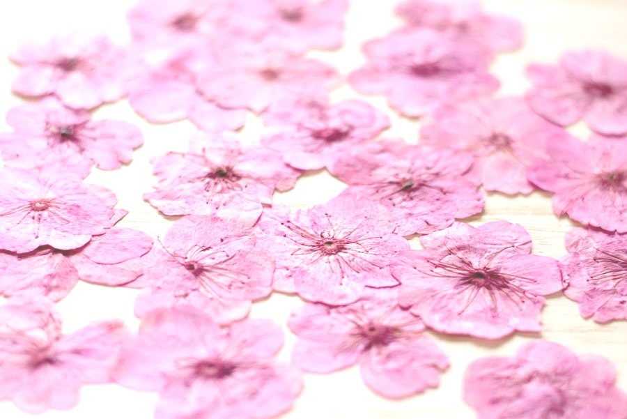 1-010Y 桜　ピンク染