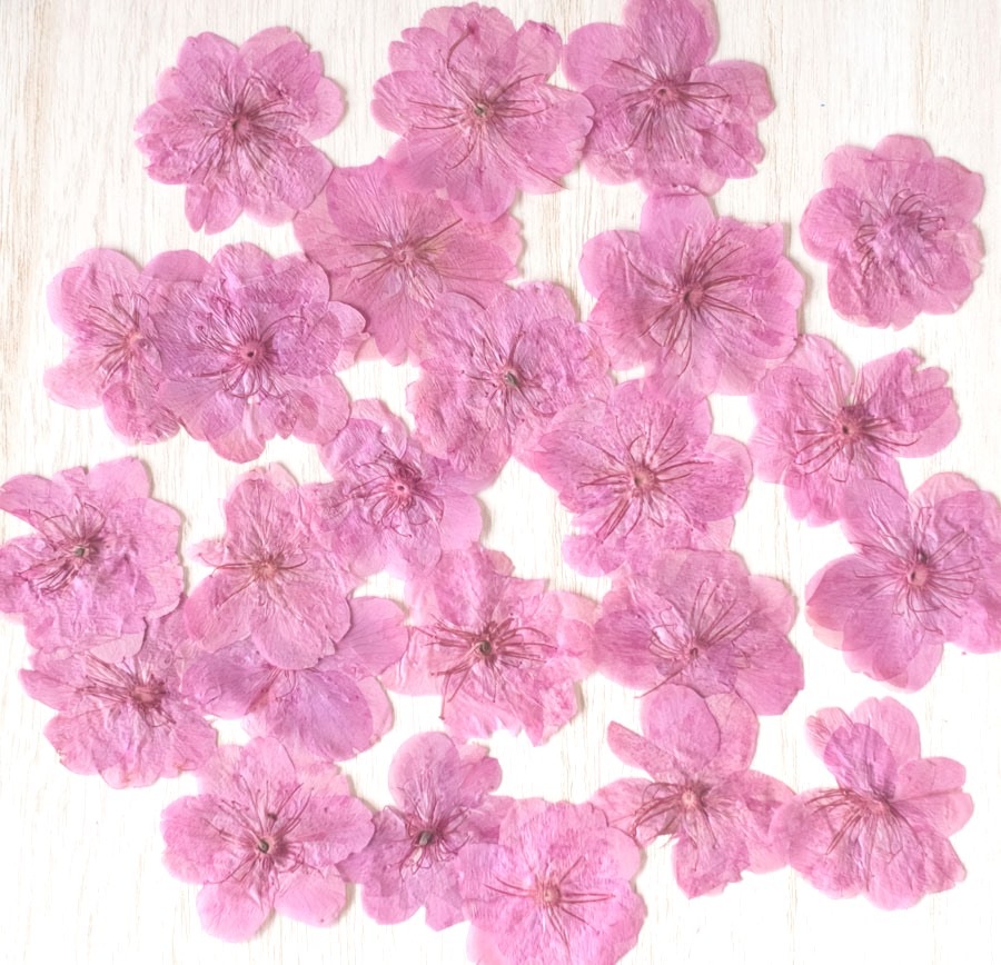 1-010Y 桜　ピンク染