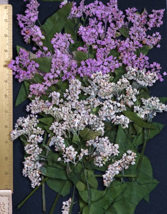 1-213　蕎麦の花　