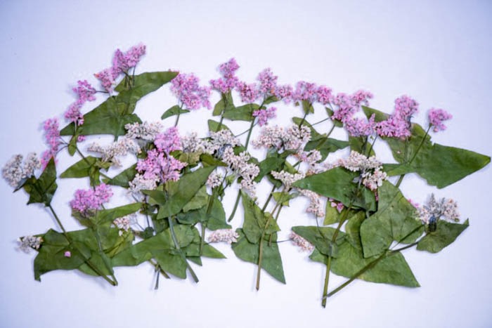 1-213　蕎麦の花　