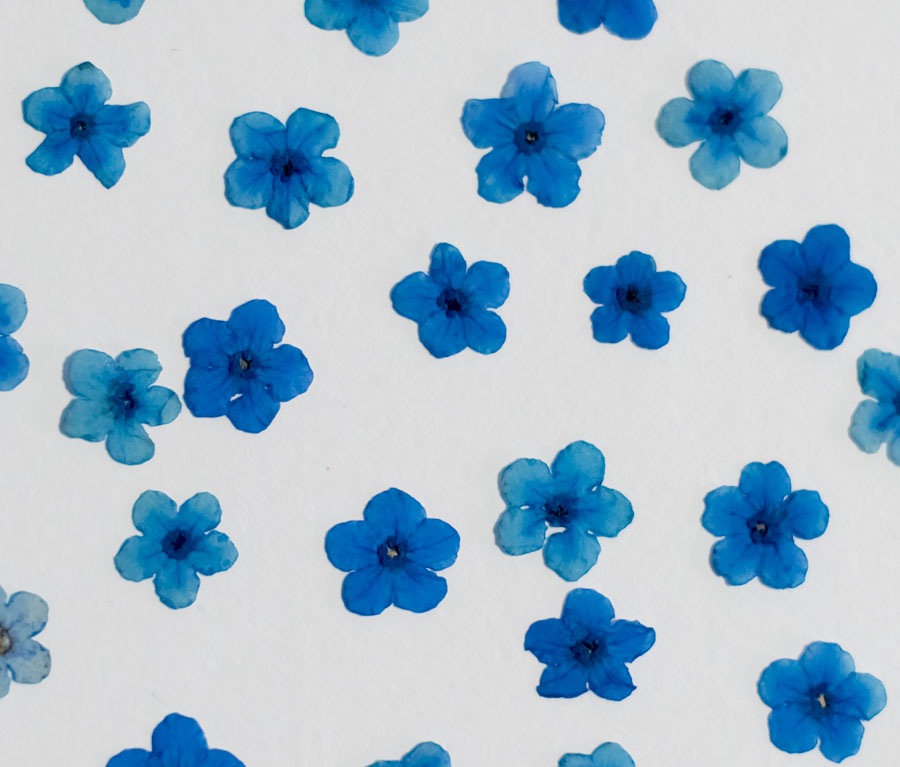 1-142　押し花素材　勿忘草