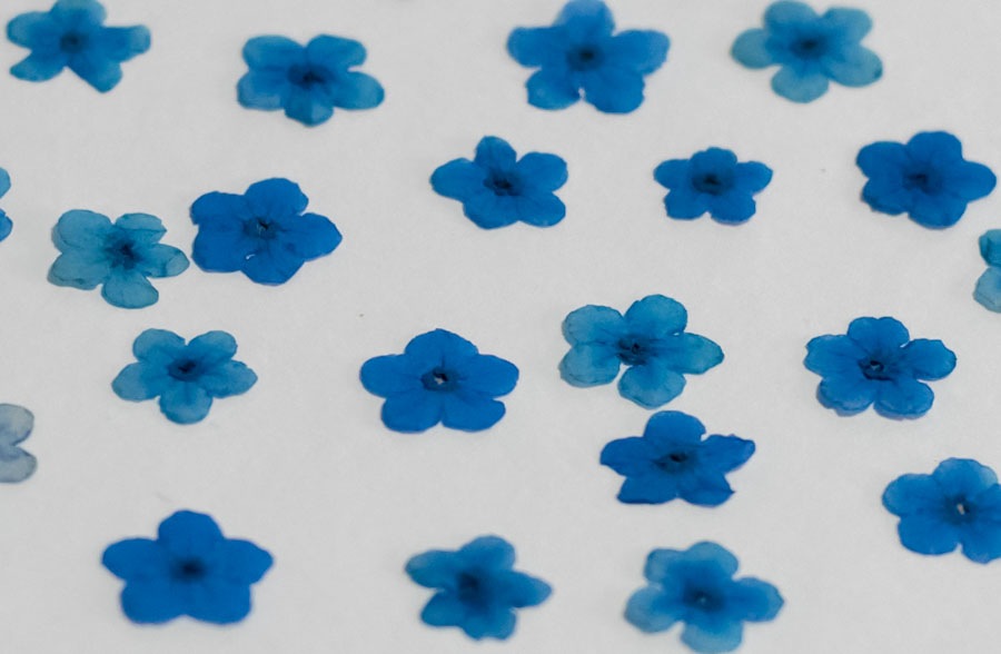 1-142　押し花素材　勿忘草