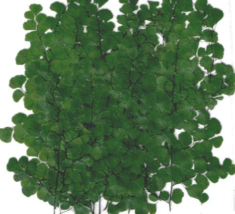 1-282a アジアンタム