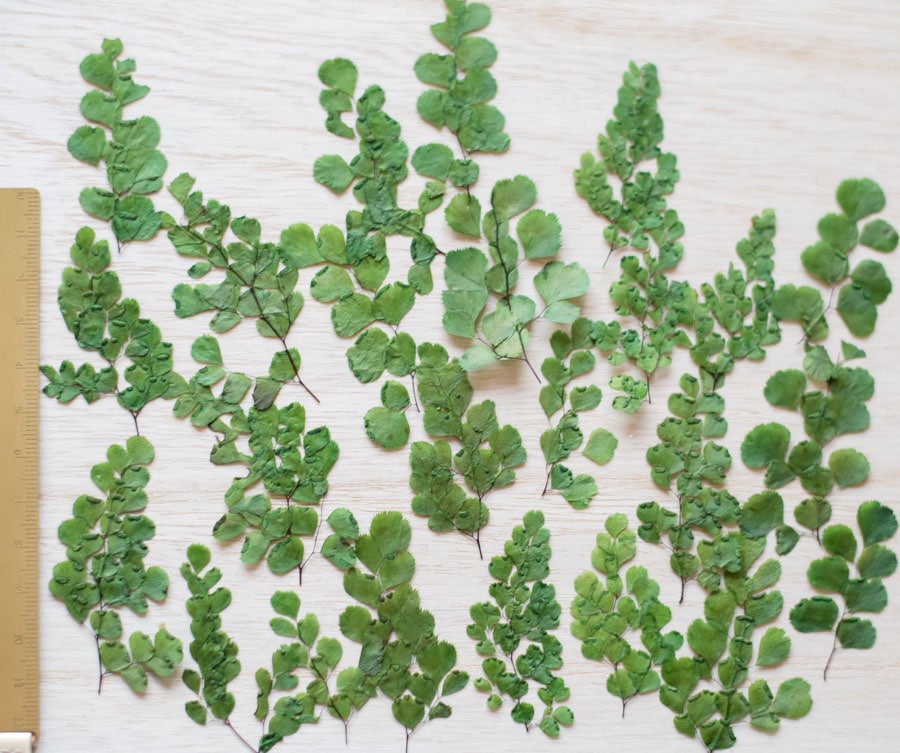 1-282a アジアンタム