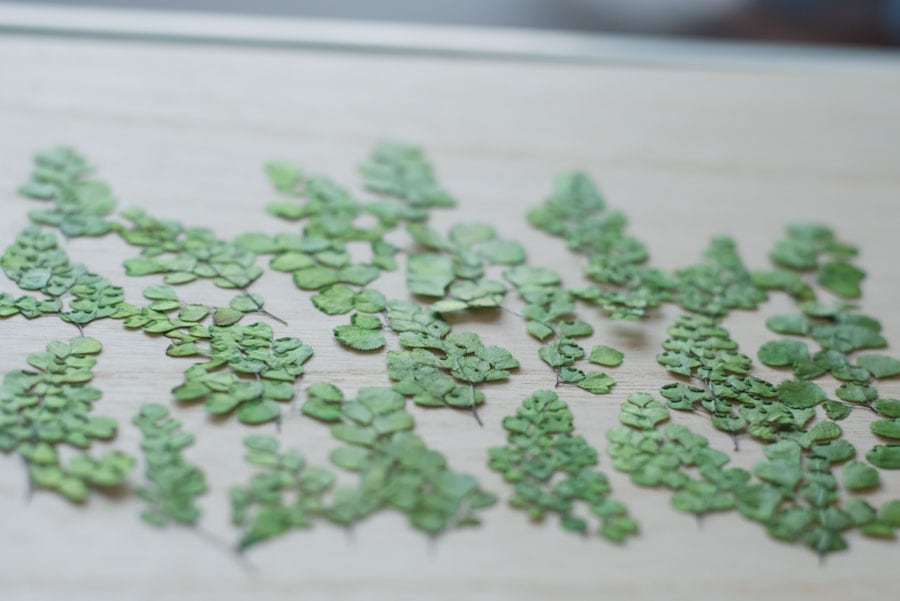 1-282a アジアンタム