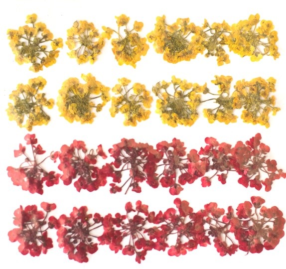 1-151 アリッサムの花