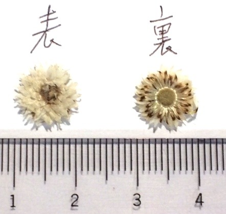 2-144Y 　カワラハハコ　黄色　8-10ｍｍ
