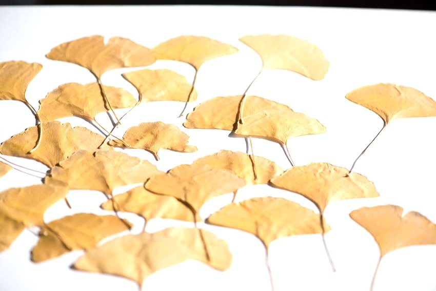 1-299　押し花　銀杏の葉