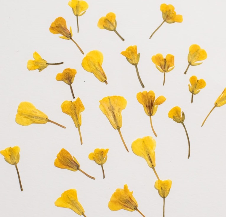 1-208押し花材料　 菜の花