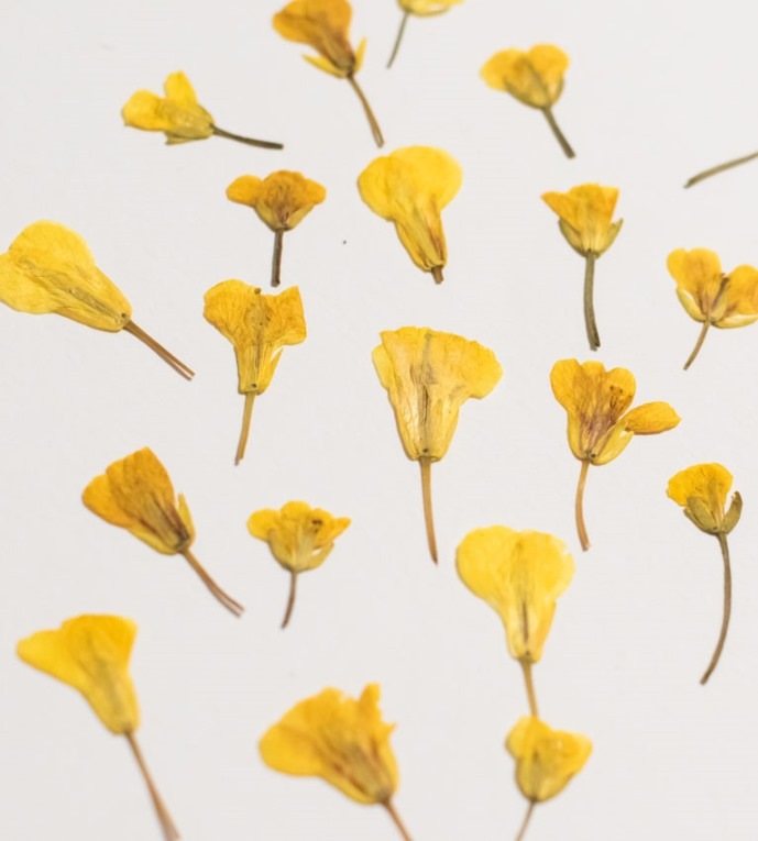 1-208押し花材料　 菜の花