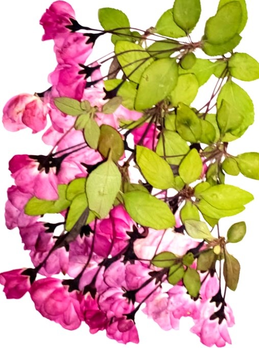 1-012　押し花素材　ハナカイドウ　12束