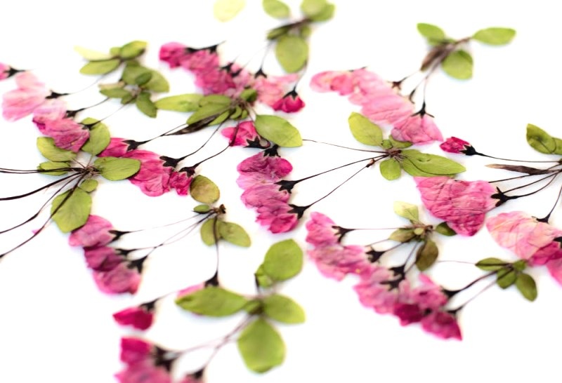 1-012　押し花素材　ハナカイドウ　12束