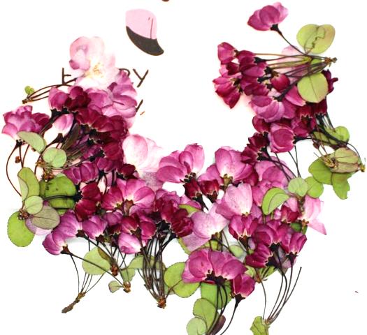 1-012　押し花素材　ハナカイドウ　12束