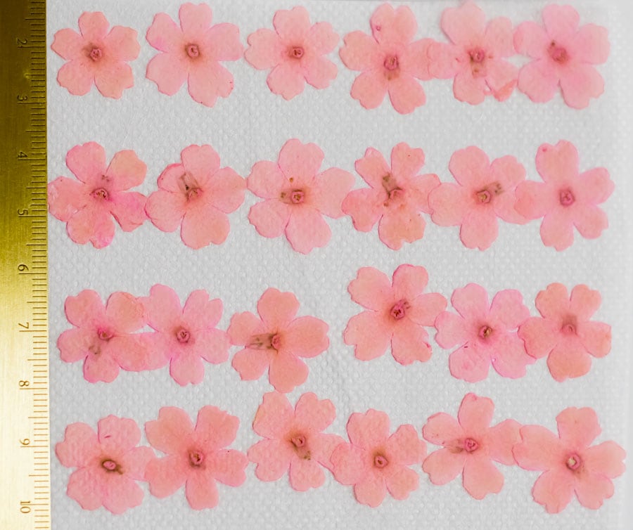 1-121-SK　押し花　バーベナ　サクラピンク染