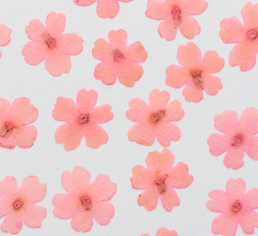 1-121-SK　押し花　バーベナ　サクラピンク染