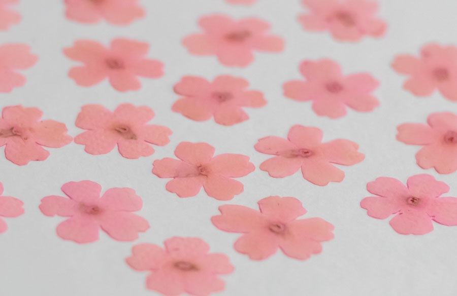 1-121-SK　押し花　バーベナ　サクラピンク染