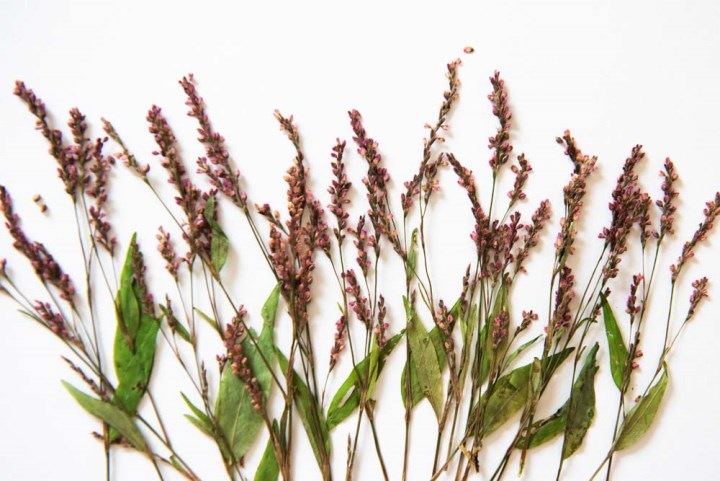 1-186　イヌダテ　24本入