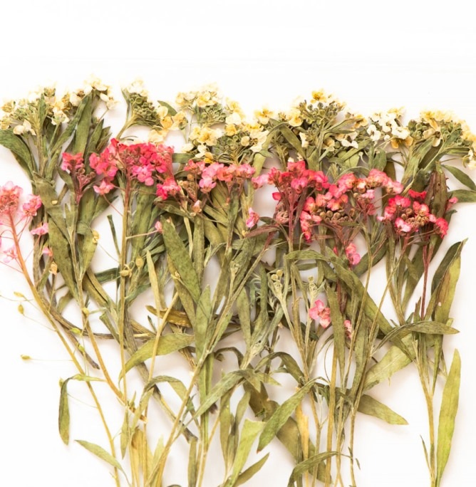 1-151H アリッサム　ミックス　24輪