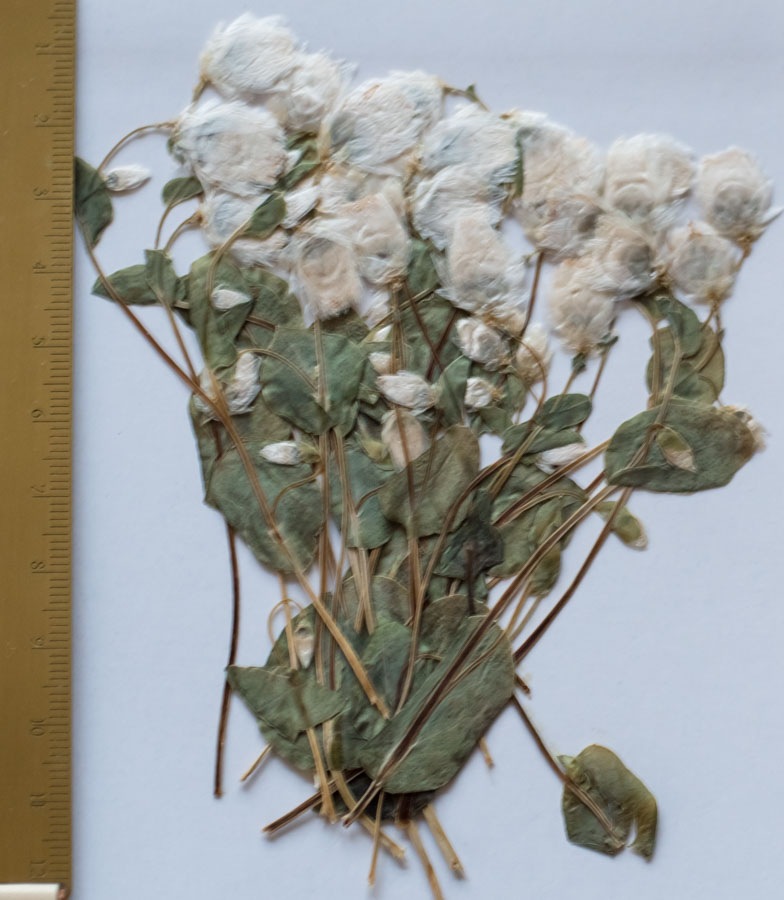 1-147H-W ロータンセ蕾　葉付　ホワイト