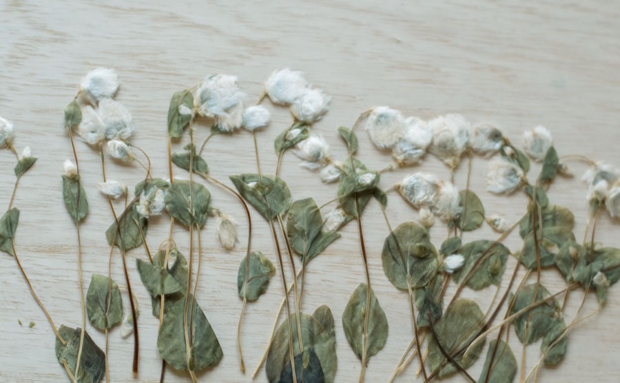 1-147H-W ロータンセ蕾　葉付　ホワイト