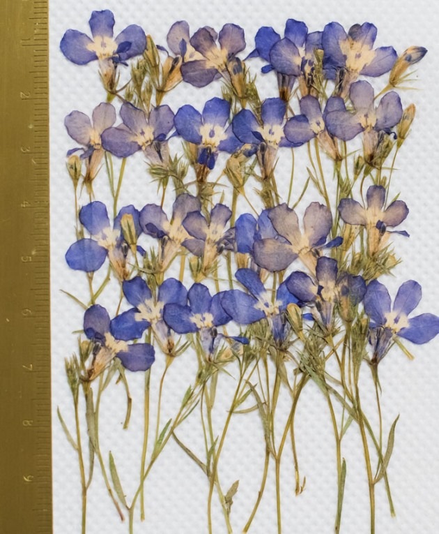 1-148H-B ロベリア　葉付 訳あり