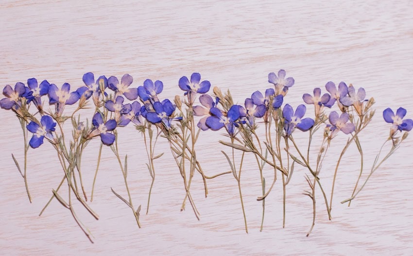 1-148H-B ロベリア　葉付 訳あり