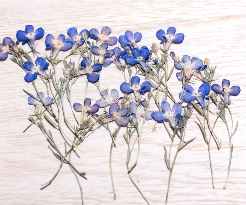 1-148H-B ロベリア　葉付 訳あり