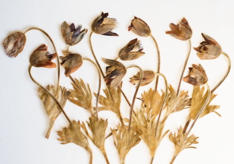1-124　押し花　おきな草