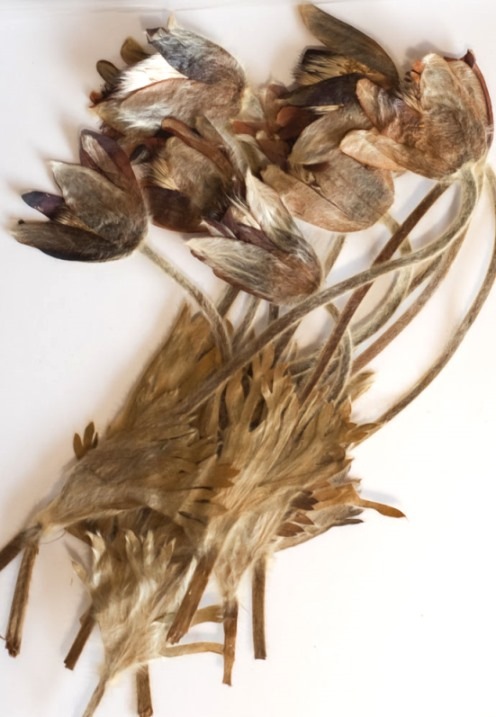 1-124　押し花　おきな草