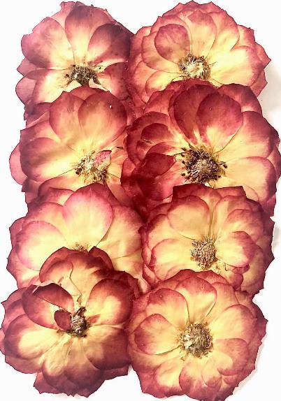 1-119LR 薔薇　赤　８輪