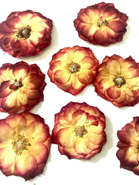 1-119LR 薔薇　赤　８輪