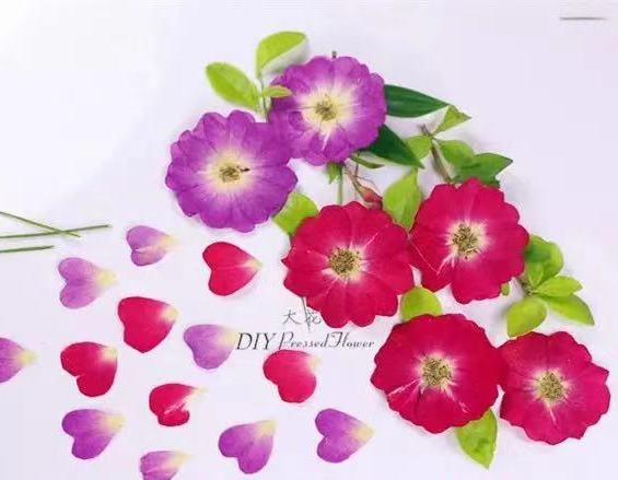 1-119R(2175B)　押し花　ミニバラ　赤