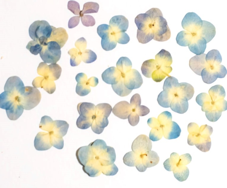 1-114ＤＢ　 押し花　アジサイ　濃いブルー