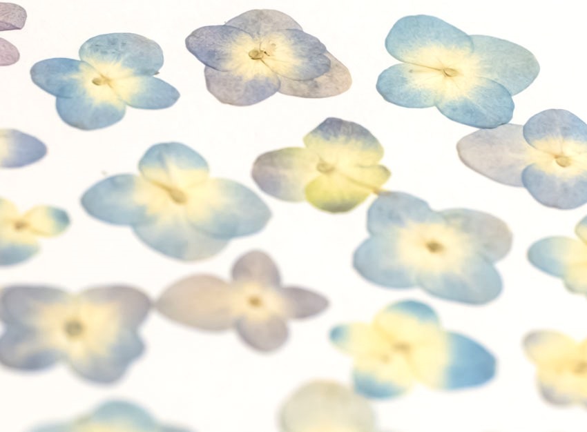 1-114ＤＢ　 押し花　アジサイ　濃いブルー