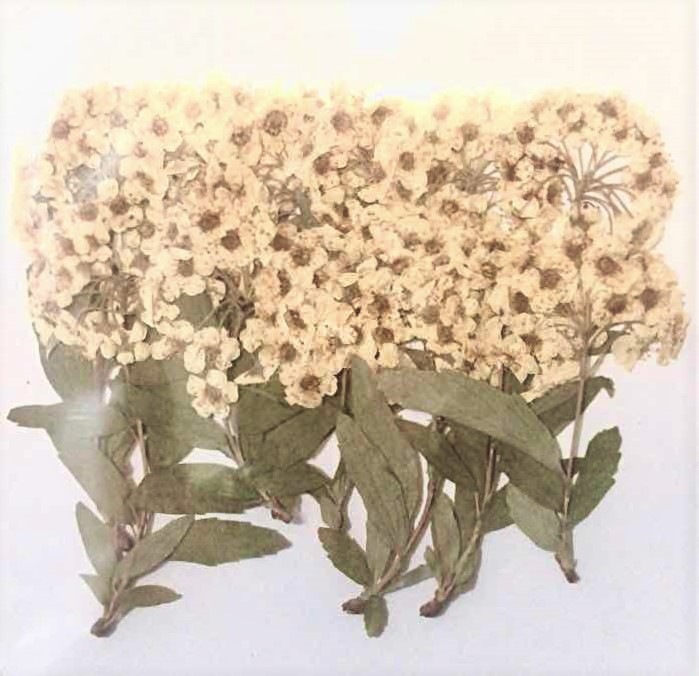 1-2240H　押し花素材　コデマリ　葉付　12本