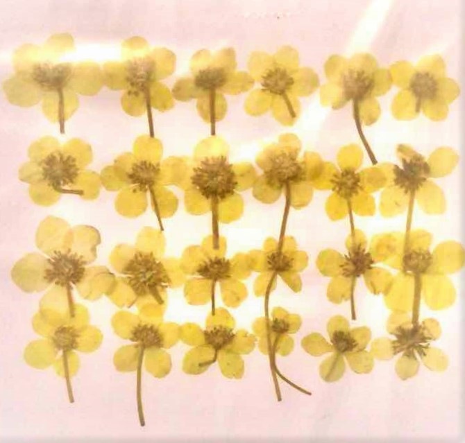 1-109Y  　押し花素材　キジムシロ　黄色染