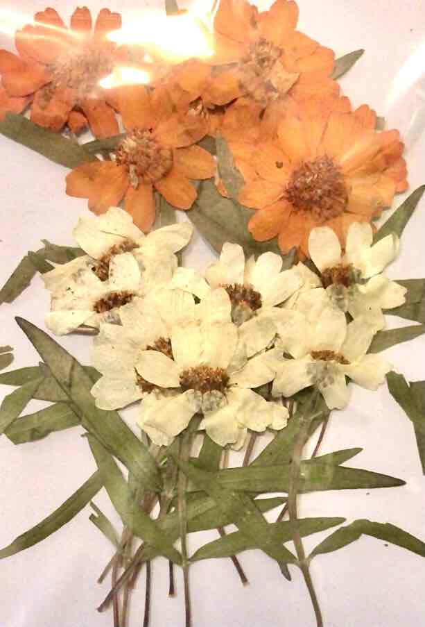 1-149H　押し花素材　ジニア　葉付