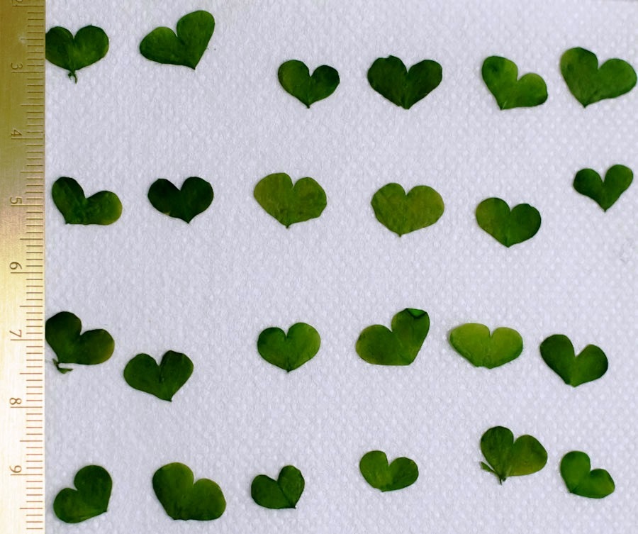 押し花 本物の花アクセサリー直販 エルタ押し花通販 1 005 押し花 ハートリーフ ネイル用可 押し花 本物の花アクセサリー直販 エルタ押し花通販 1 005 押し花 ハートリーフ ネイル用可