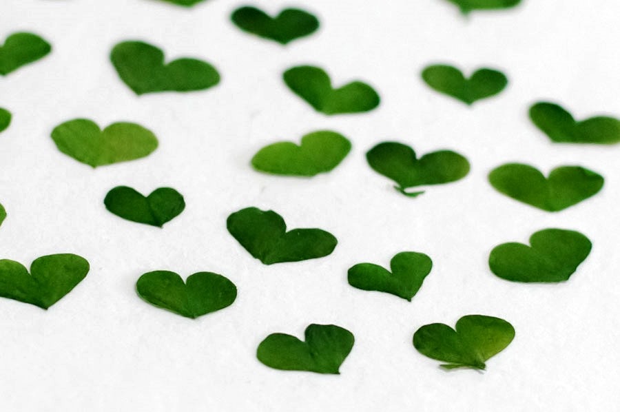 1-005　押し花　ハートリーフ　ネイル用可