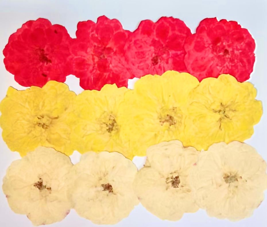 1-119MB 押花素材　薔薇ミックス色　12輪入