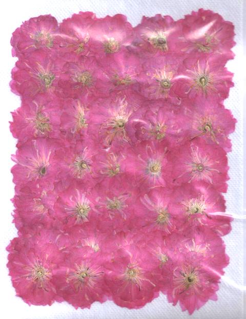 2-010　桜　自然色　 500輪