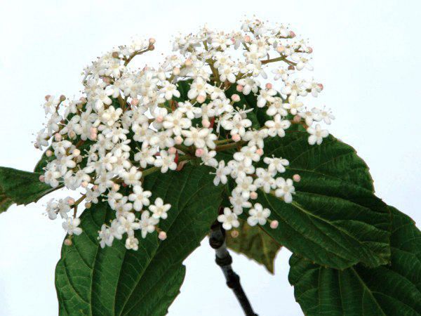 ハクサンボク(白山木）白花 紅葉 植木 庭木 苗木 花木 常緑低木