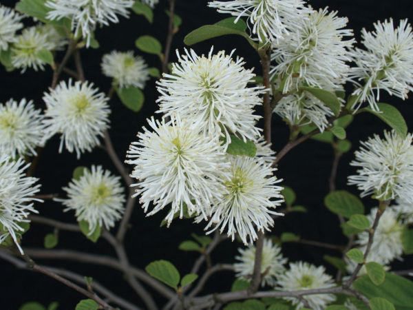 白花 大地農園・プチフラワー・白(32140-010) | プリザーブドフラワーKnext