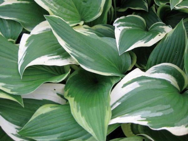 ギボウシ（擬宝珠）ホスタ・パトリオット（大株） 外斑入り 植木 庭木