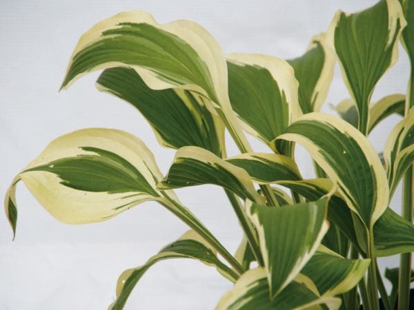 ギボウシ（擬宝珠）ホスタ・グランドマスター（大株）外斑入り 植木