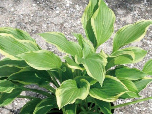 ギボウシ（擬宝珠）ホスタ・アンティオーク（大株） 外斑入り 植木