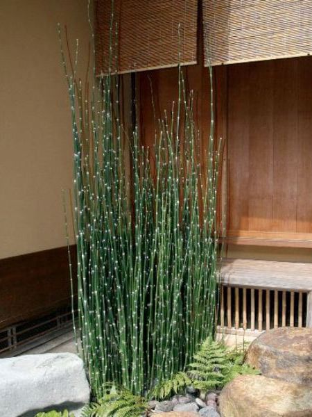 オオトクサ 大株 和風庭園 スクリーン植栽 植木 庭木 花壇 常緑